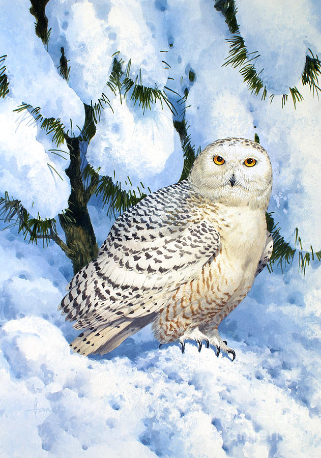 Snowy Owl Painting by MGL Meiklejohn Graphics Licensing