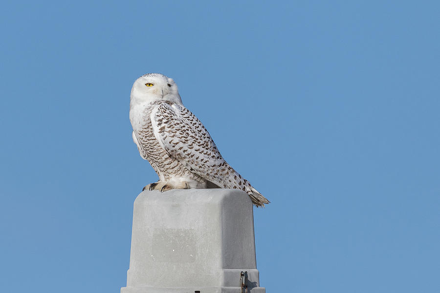 Snowy Owl Keeps Watch Photograph by Tony Hake
