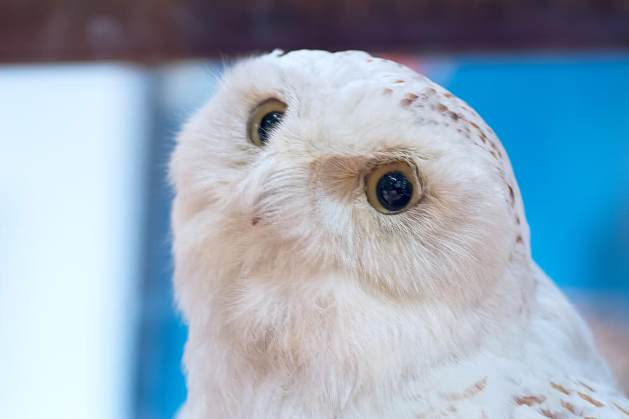 Snowy Owl Photograph by Kenneth Albin
