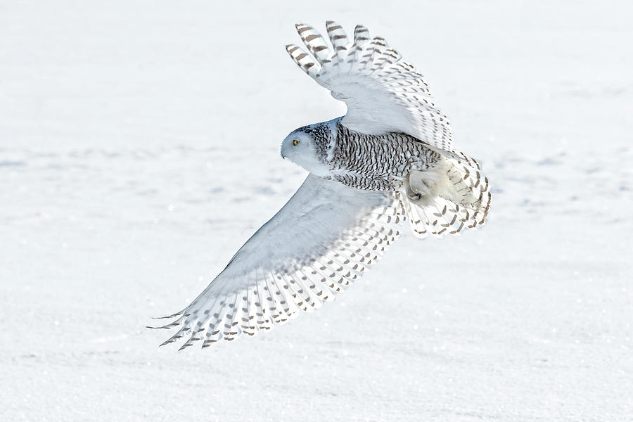 Snowy Owl landing in Canada Photograph by Steven Upton