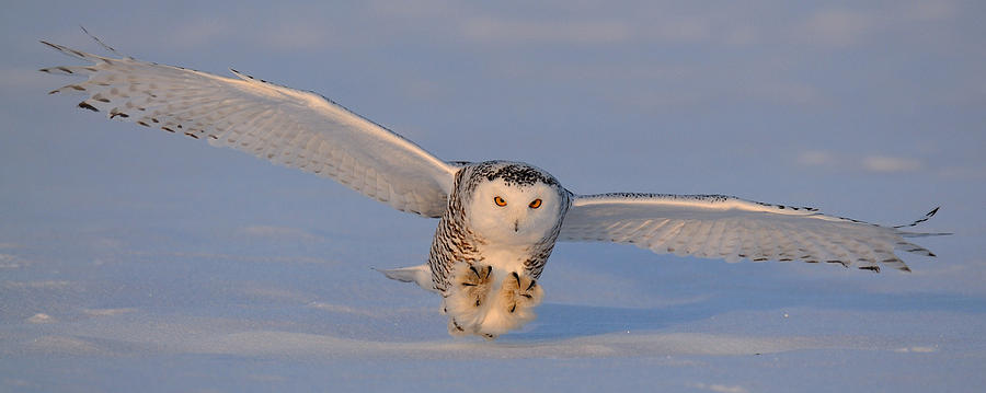 Owl Photograph - Snowy Owl Last Light by Scott  Linstead