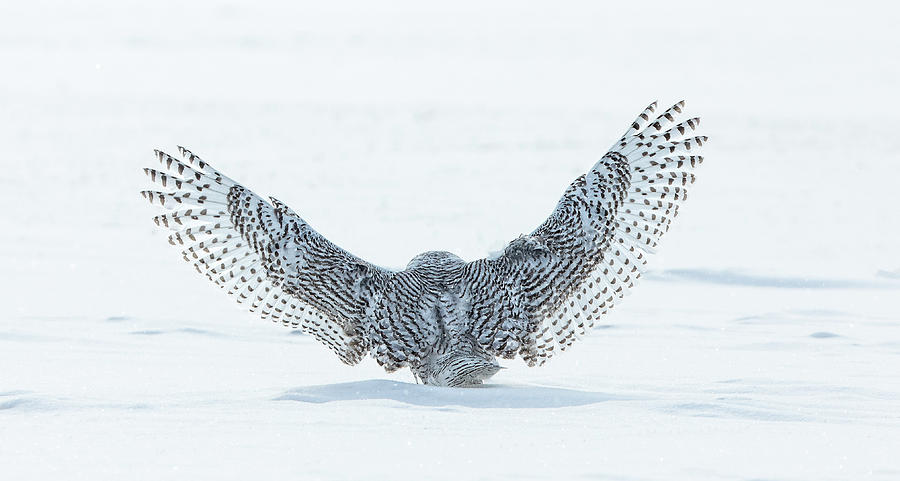 Snowy Owl lifts off Photograph by Steven Upton