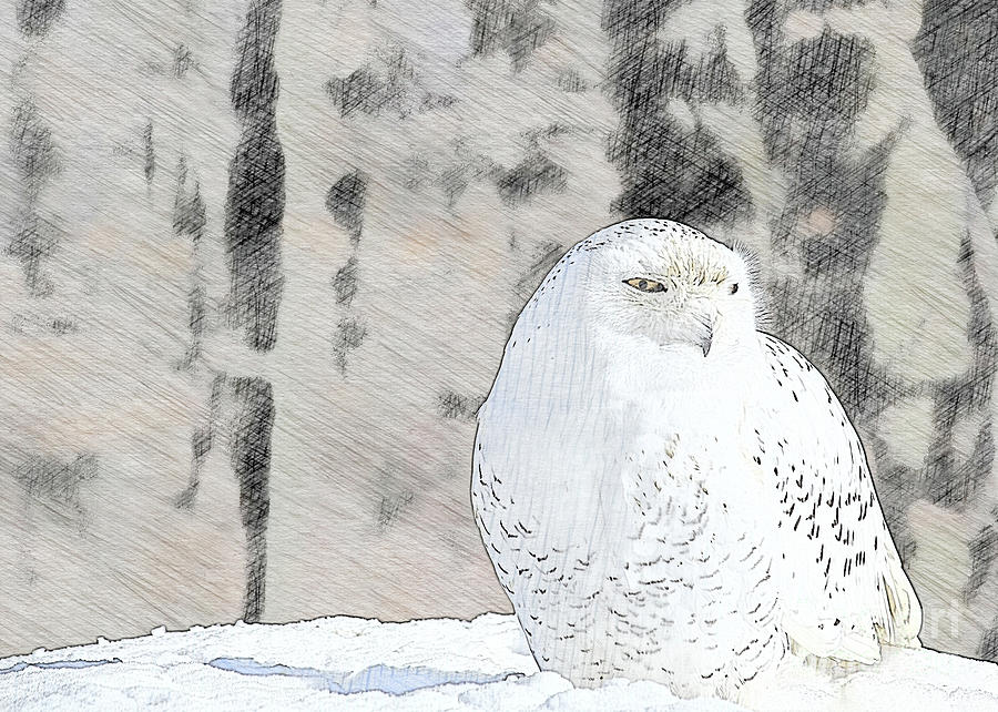 Snowy Owl Digital Art