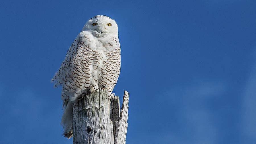 Bird Photograph - Snowy Owl by Nestor Colon
