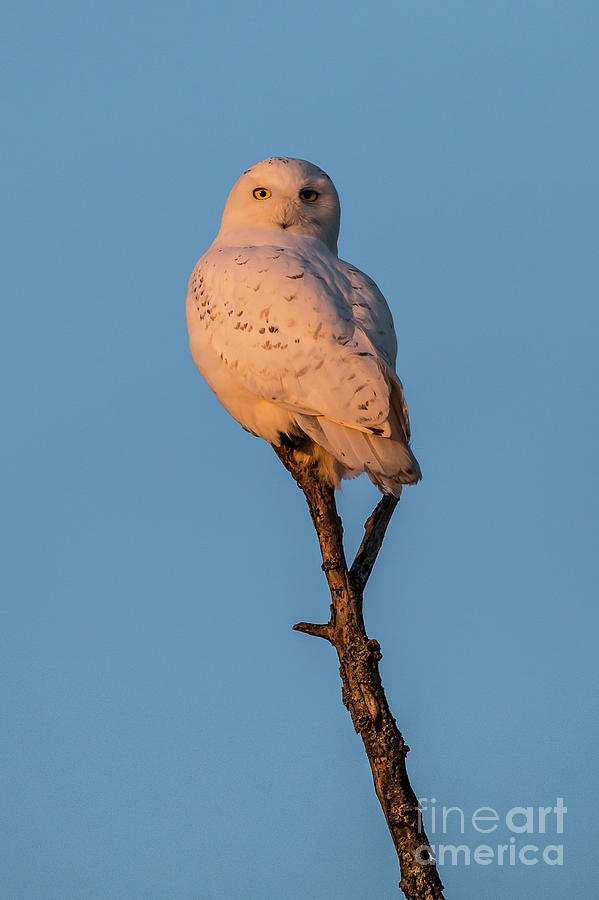 Snowy Owl  Photograph by Norris Seward
