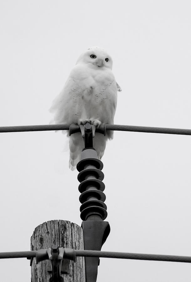 Snowy Owl on a Pole Photograph by Tracy Winter