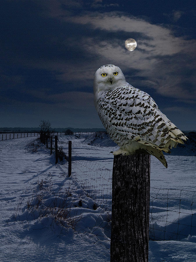 Snowy Owl On A Winter Night Digital Art by M Spadecaller