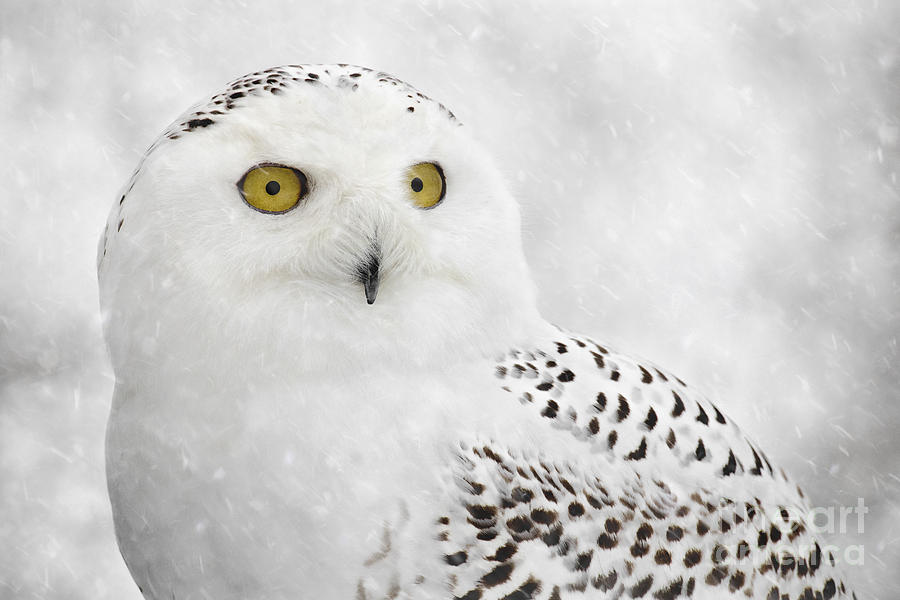 Snowy Owl on a Wintry Day Photograph by Angie Rea