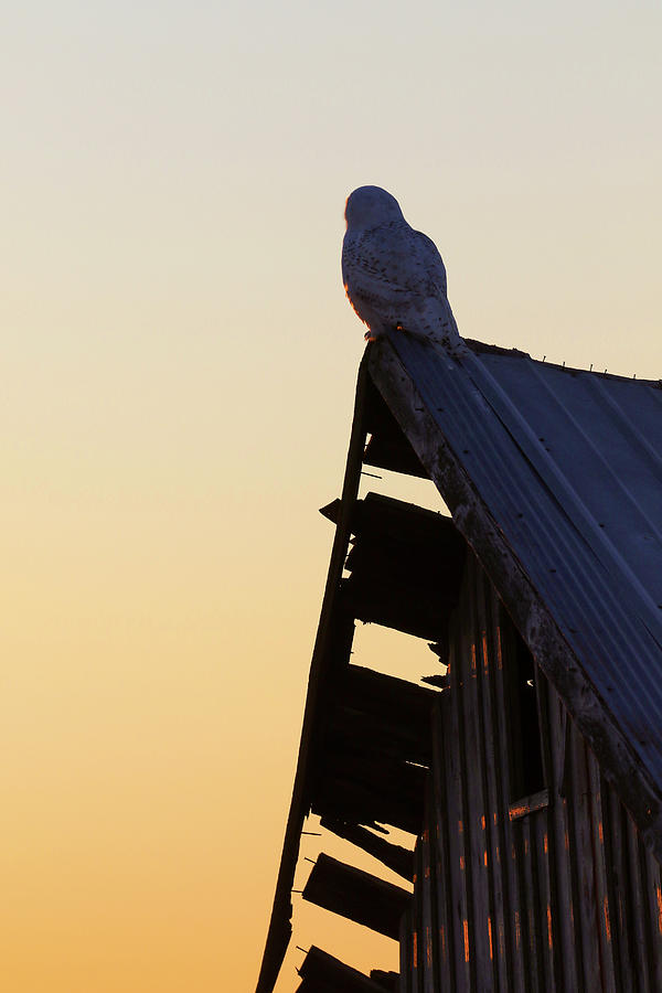 Snowy Owl on Barn Sunrise Photograph by Brook Burling