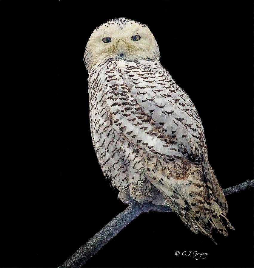 Snowy Owl On Black Photograph by Constantine Gregory