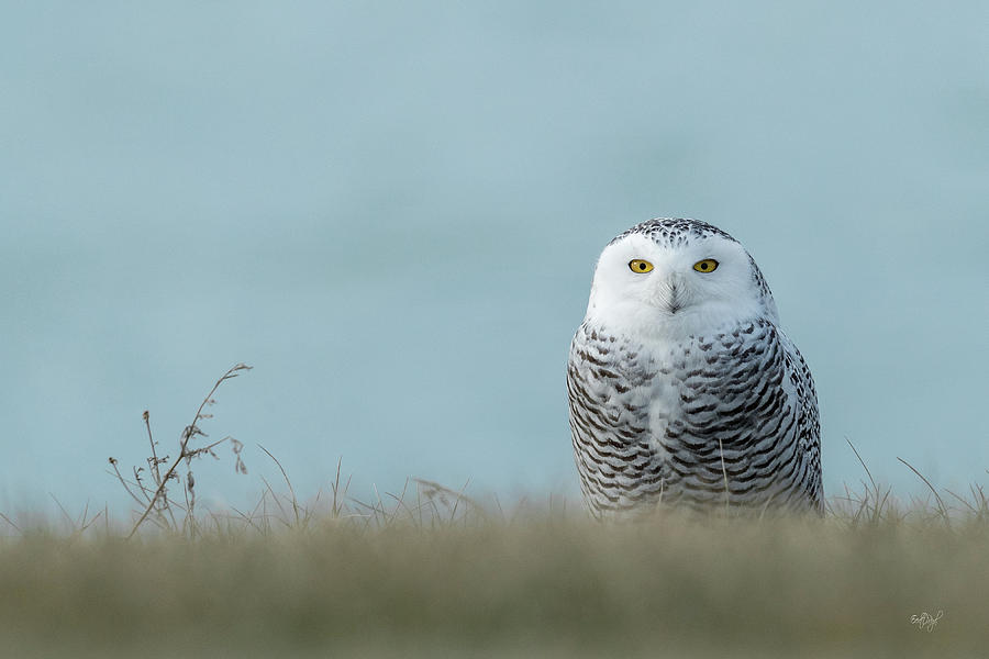 Snowy Owl On Blue Photograph by Everet Regal