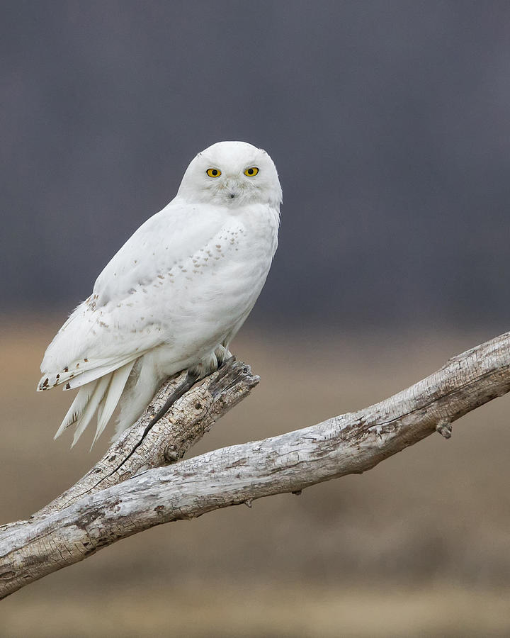 Snowy Owl on Driftwood 2 Photograph by Christopher Ciccone