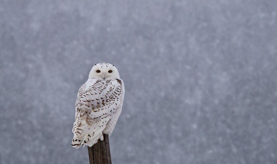 Snowy Owl on Fence Post Photograph by Mark Duffy