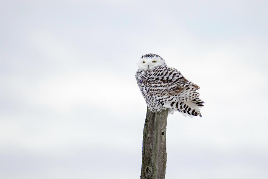 Snowy Owl on Post 1 Photograph by Brook Burling