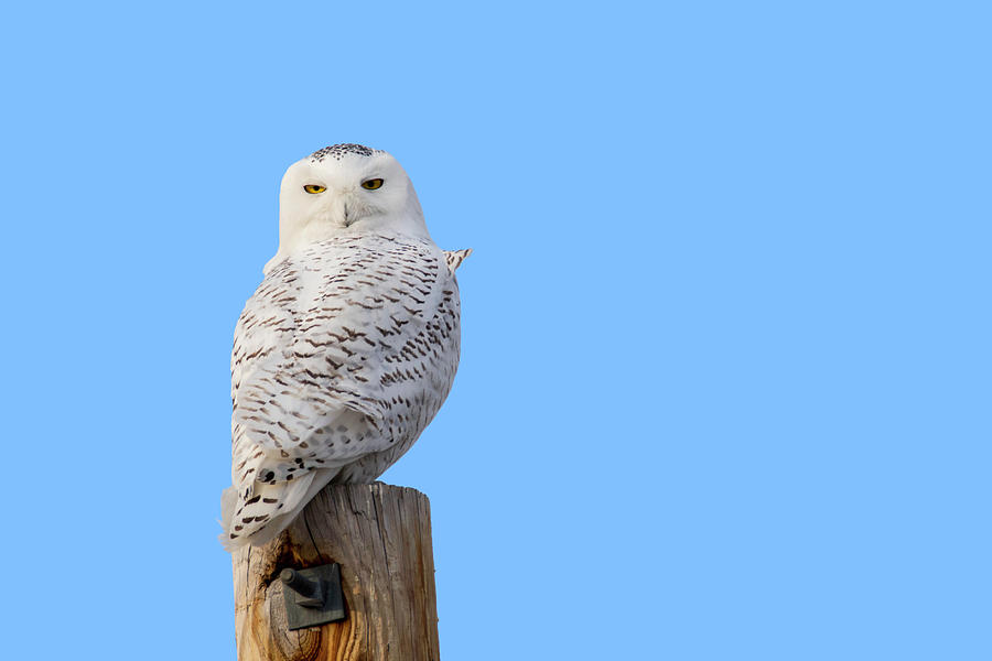 Snowy Owl on Power Pole Photograph by Brook Burling