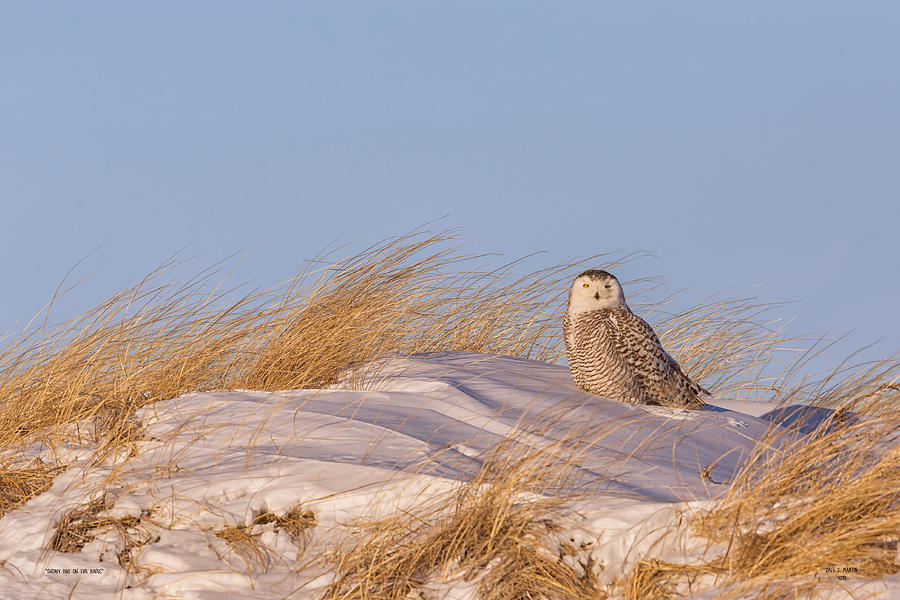 Snowy Owl On The Dunes by Dale J Martin Snowy Owl On The Dunes by Dale J Martin