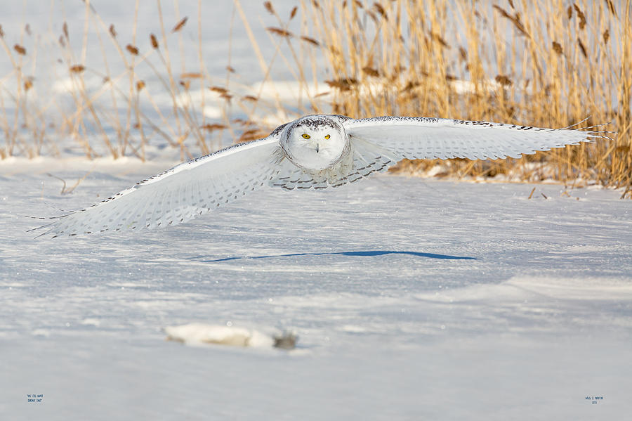 Snowy Owl On The Hunt by Dale J Martin Snowy Owl On The Hunt by Dale J Martin