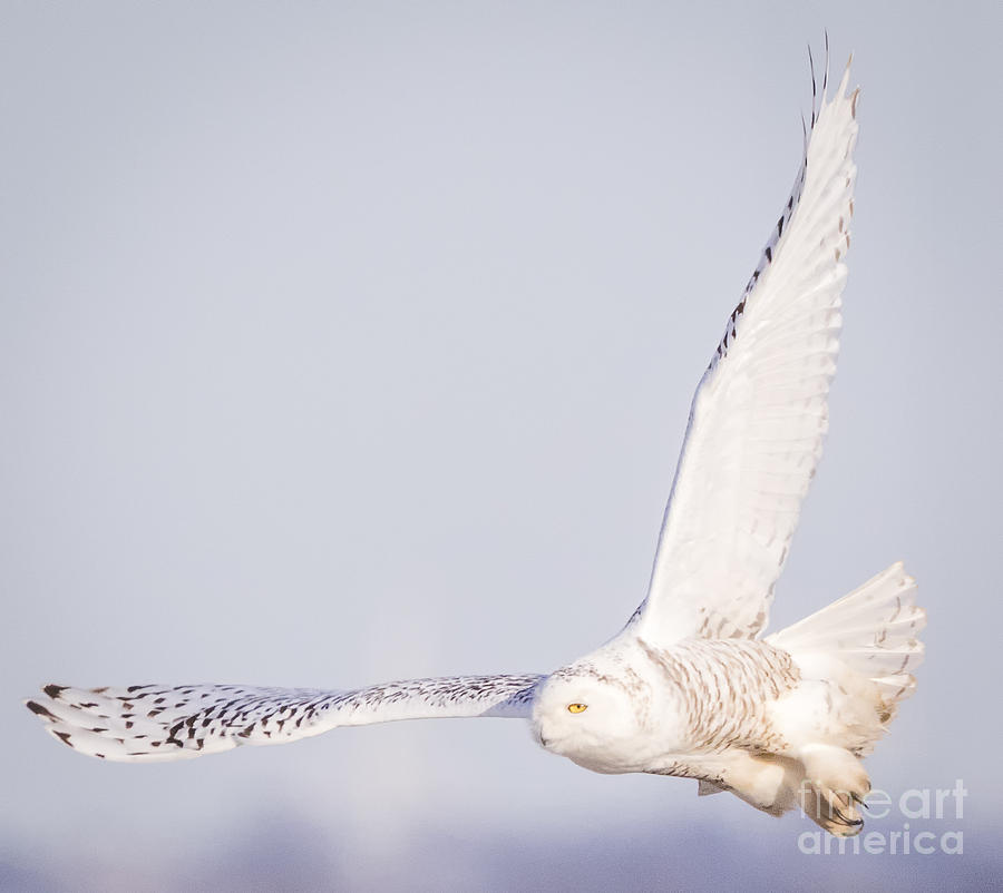 Snowy Owl on The Lookout Photograph by Ricky L Jones - Fine Art America