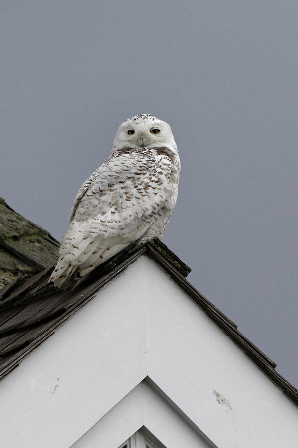 Snowy Owl on the roof Photograph by Steve Gravano