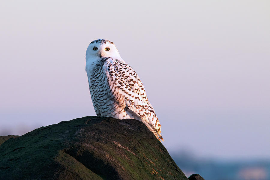 Snowy Owl on the Seacoast Photograph by Eric Gendron