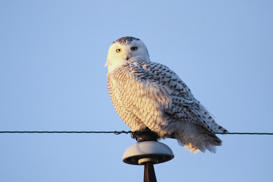 Snowy Owl on Wire Photograph by Brook Burling
