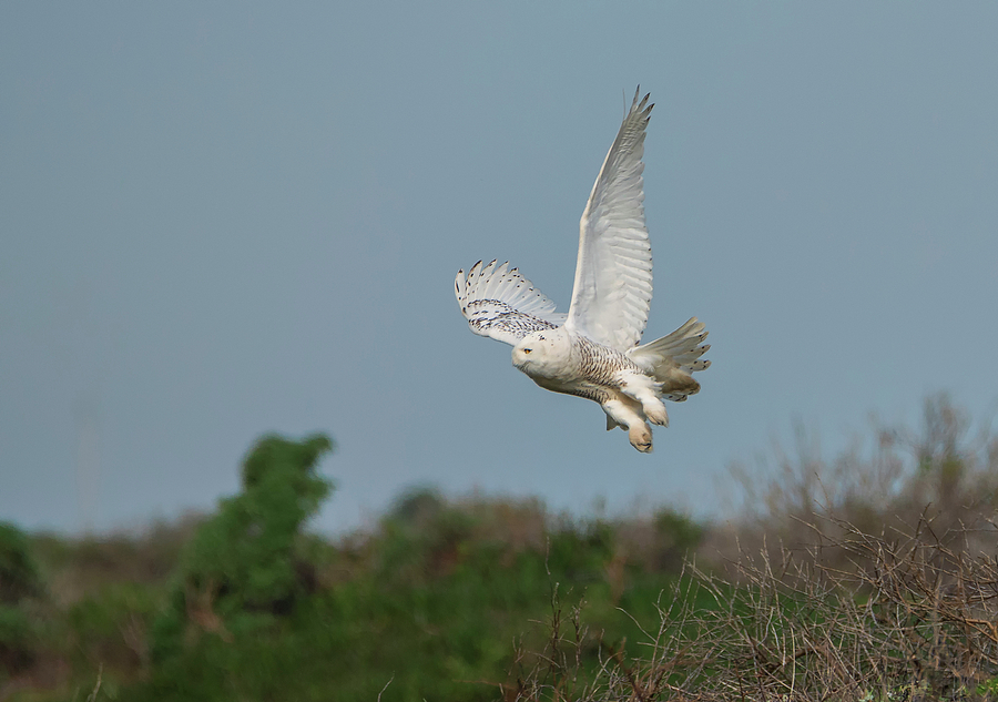 Snowy Owl over the Dunes Photograph by Loree Johnson