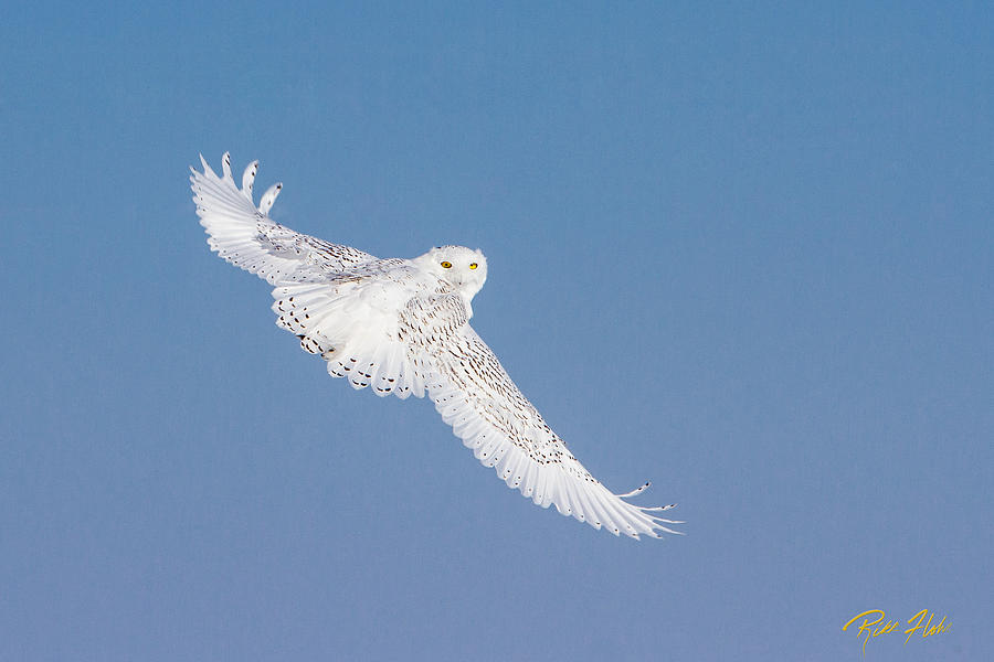 Snowy Owl Over The Shoulder Photograph by Rikk Flohr