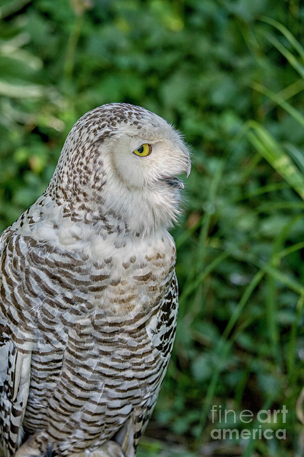 Snowy Owl Photograph by Patricia Hofmeester