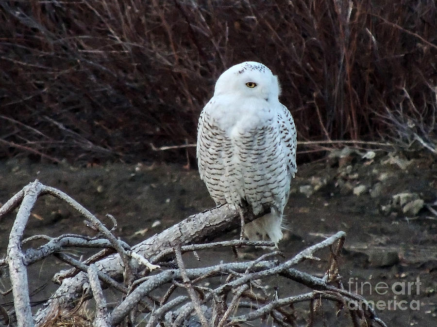 Snowy Owl by Patrick Fennell Snowy Owl by Patrick Fennell