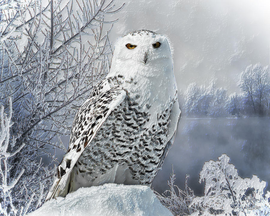 Snowy Owl Digital Art by Pennie McCracken