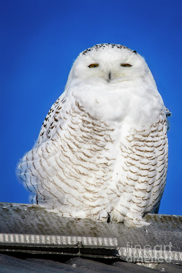 Snowy Owl Perched Photograph by Joann Long