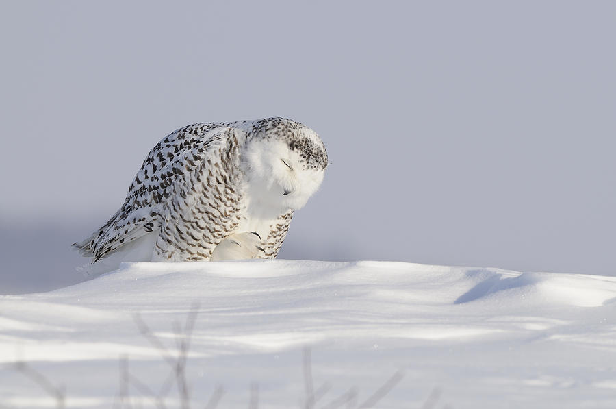 Wildlife Photograph - Snowy owl by Philippe Francis