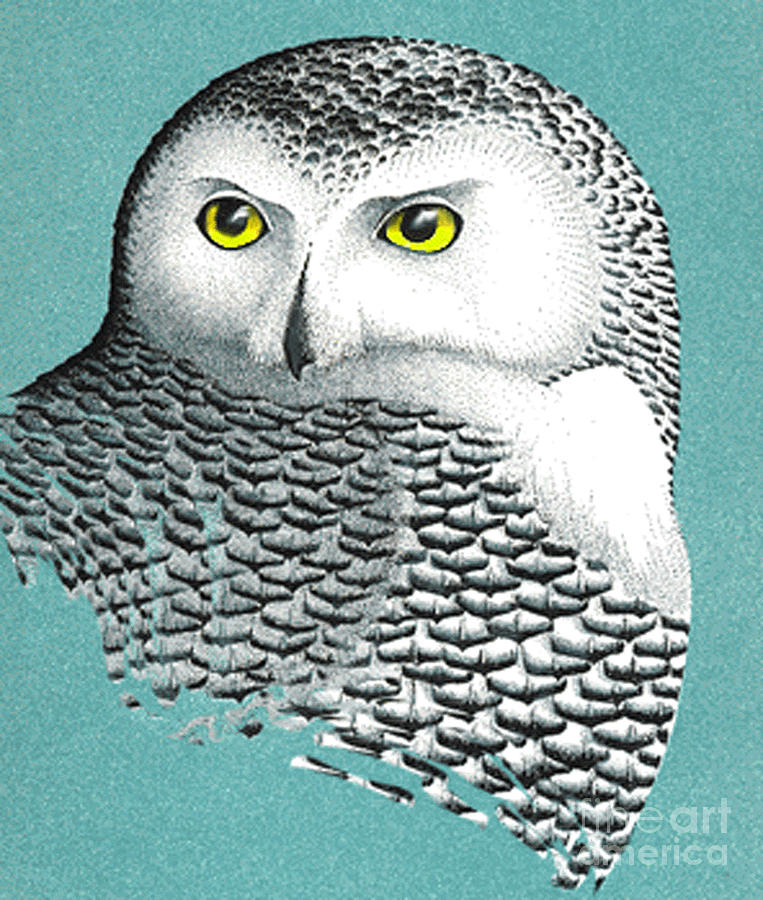 Snowy Owl Portrait 2 Mixed Media by Art MacKay