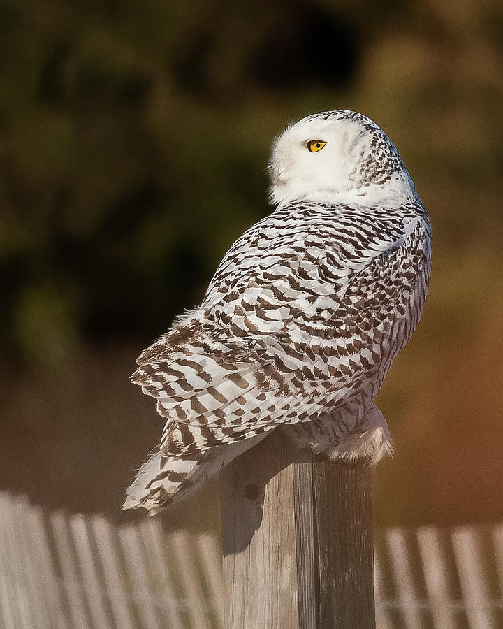 Snowy Owl Portrait 2 by Georgia Wilson Snowy Owl Portrait 2 by Georgia Wilson