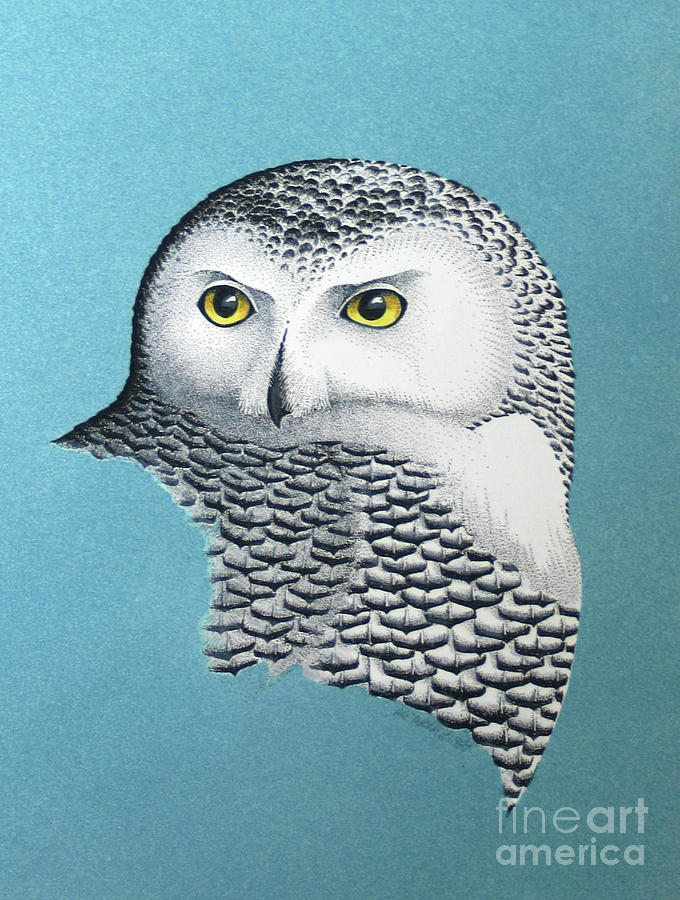 Snowy Owl Portrait 3 Mixed Media by Art MacKay