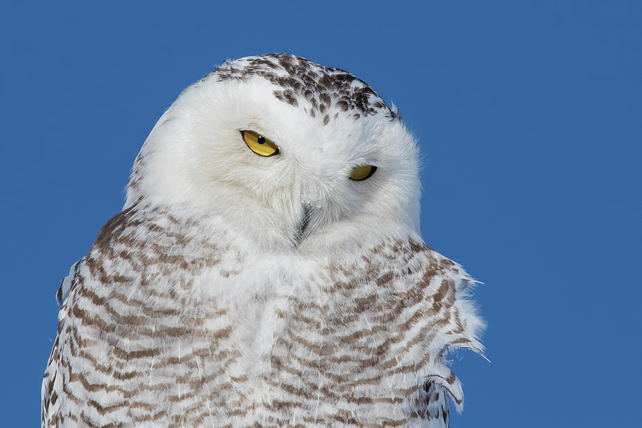  Snowy Owl Portrait Photograph by Mircea Costina Photography