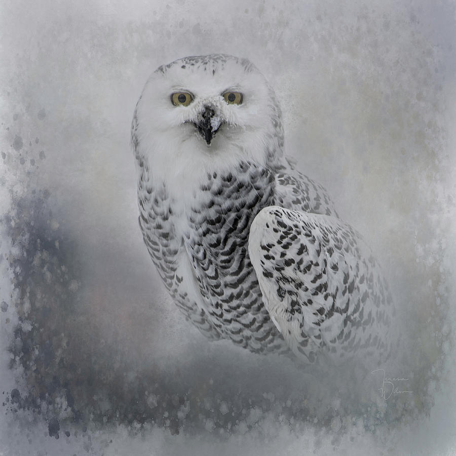 Snowy Owl Portrait Photograph by Teresa Wilson
