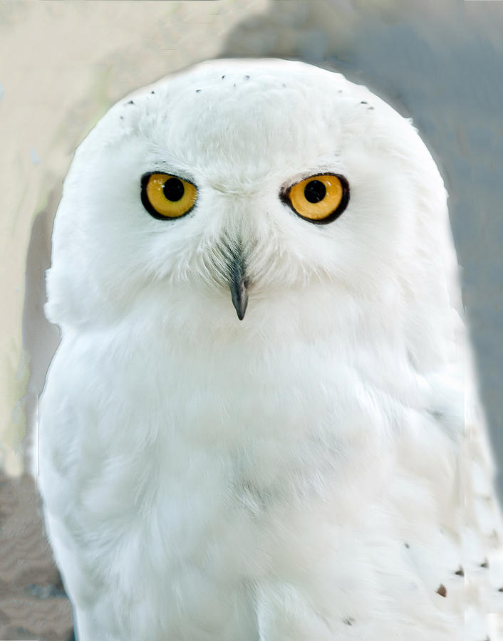 Snowy Owl Portrait Photograph by William Bitman