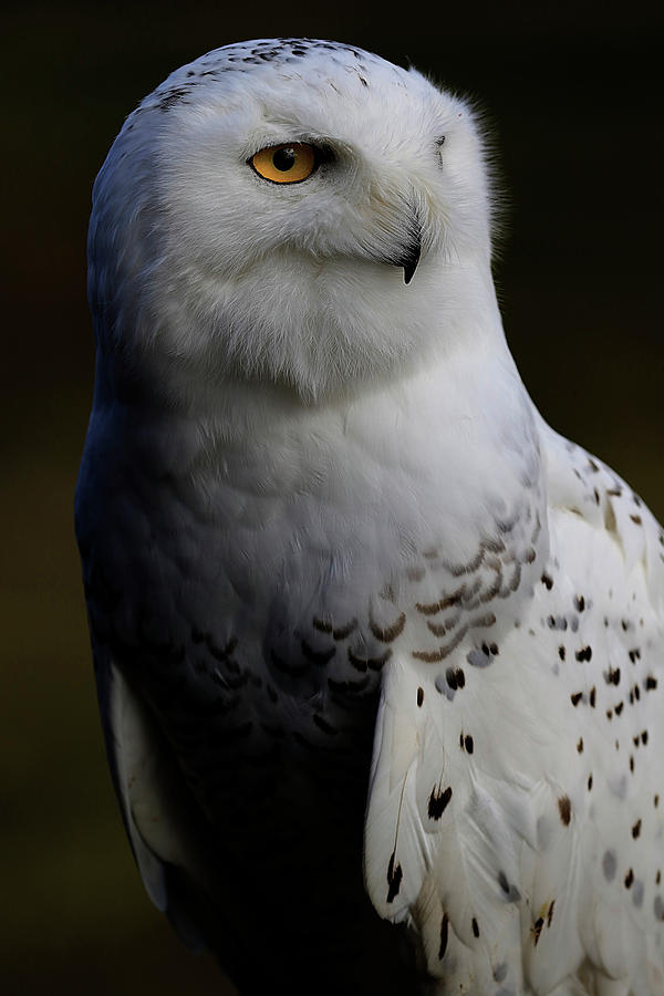 Snowy Owl Profile Photograph by Steve McKinzie