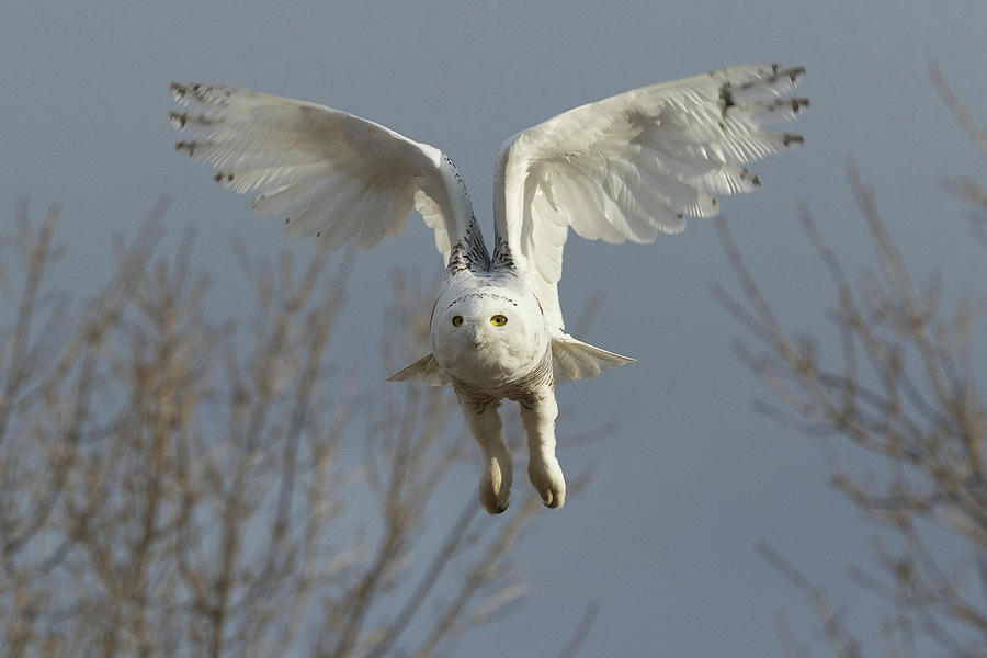 Snowy Owl Raises Its Wings for Flight Photograph by Tony Hake