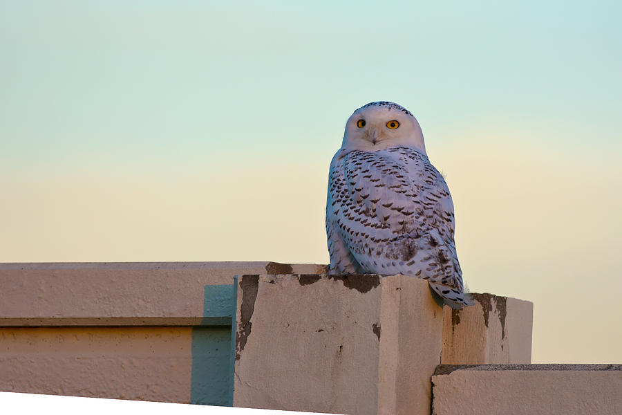 Snowy Owl Photograph by Randall Branham
