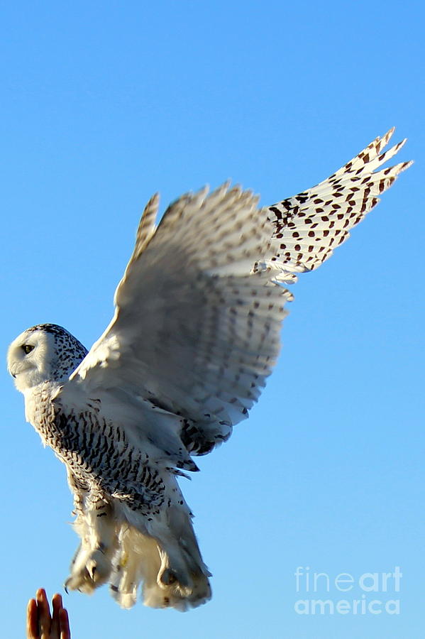 Snowy Owl Release Photograph by Hanni Stoklosa