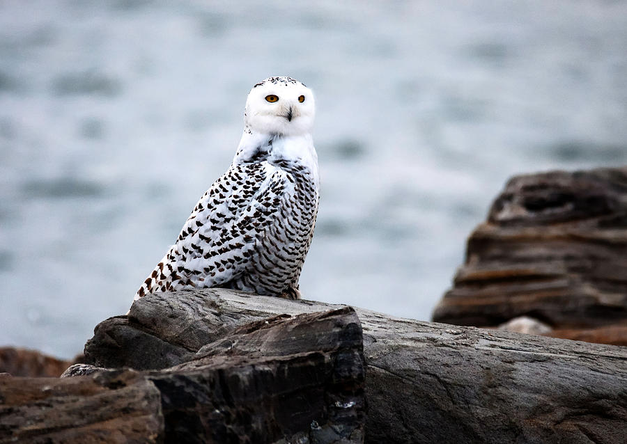 Snowy Owl Resting Photograph by Steve Brown