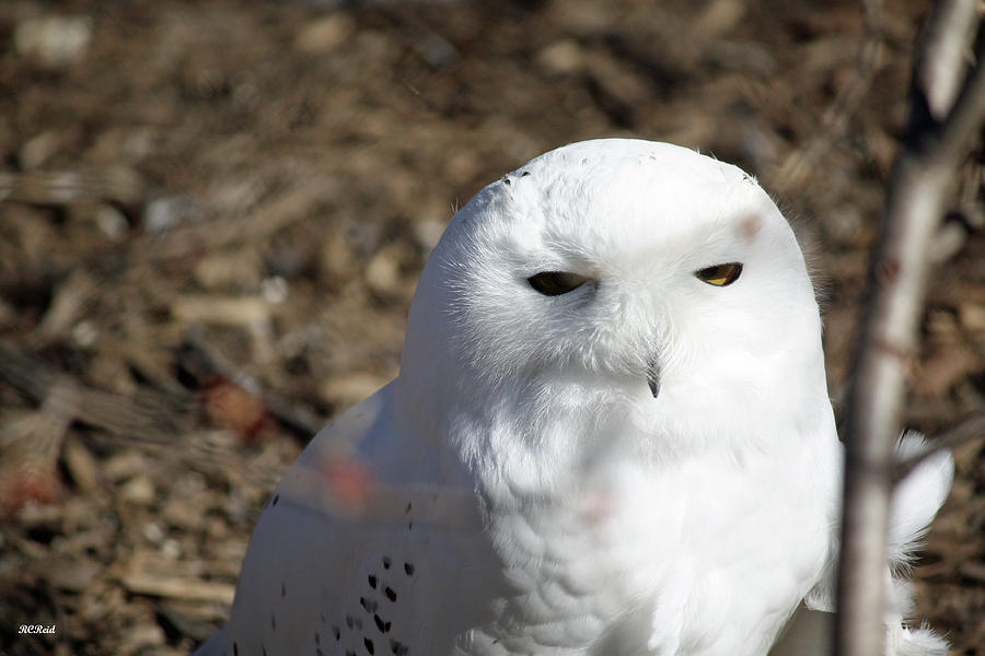 Snowy Owl Photograph by Ronald Reid