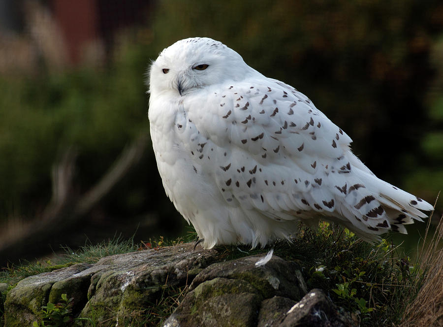Owl Photograph - Snowy owl by Sam Smith Photography