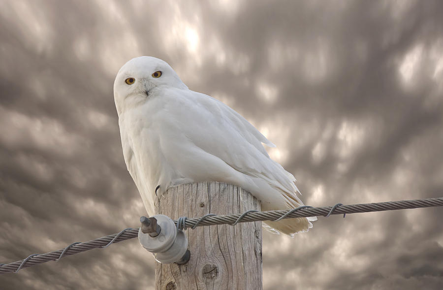 Snowy Owl Saskatchewan Canada Digital Art by Mark Duffy