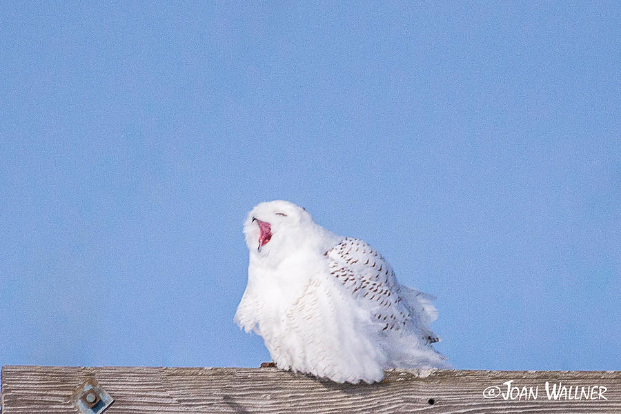 Snowy Owl Screech Photograph by Joan Wallner