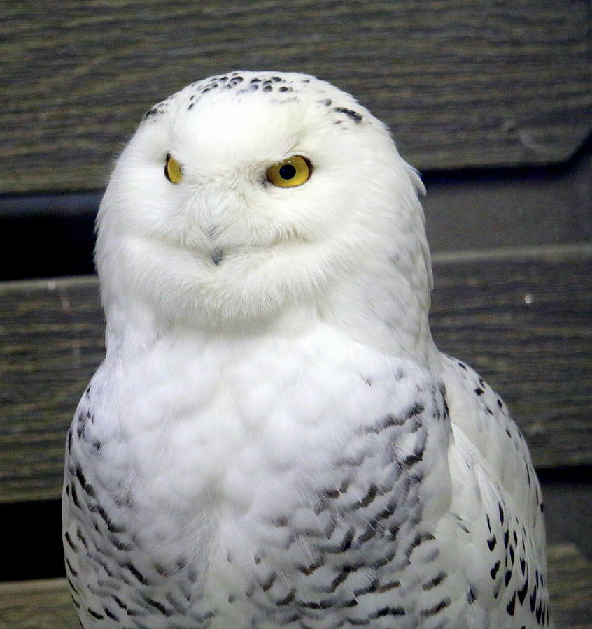 Snowy Owl Photograph by Shelley Wilson - Fine Art America