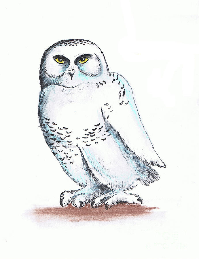 Snowy Owl Sketch 2 Mixed Media by Art MacKay