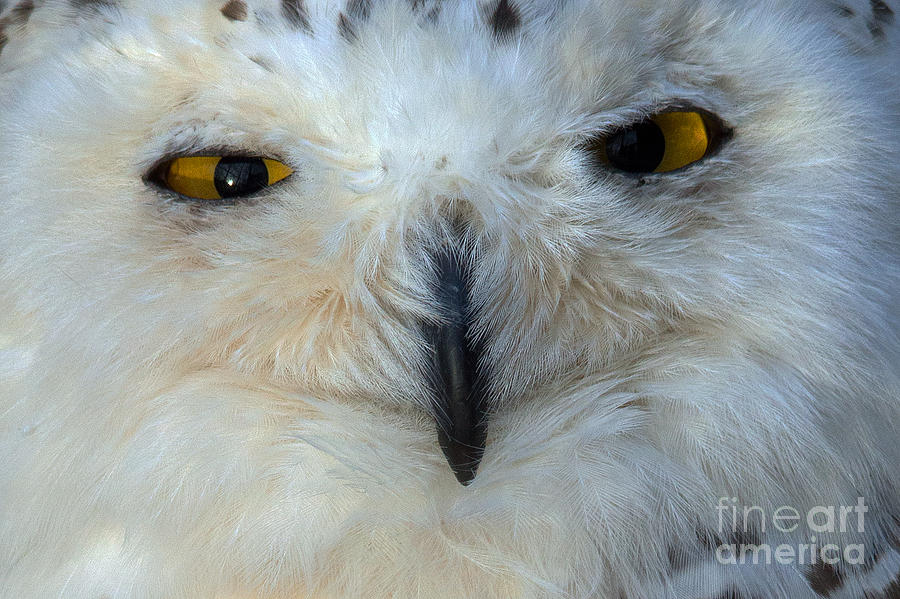 Owl Photograph - Snowy Owl Smile by Tim Sevcik